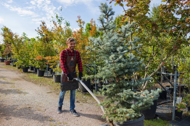 Best Leaf Removal  in USA